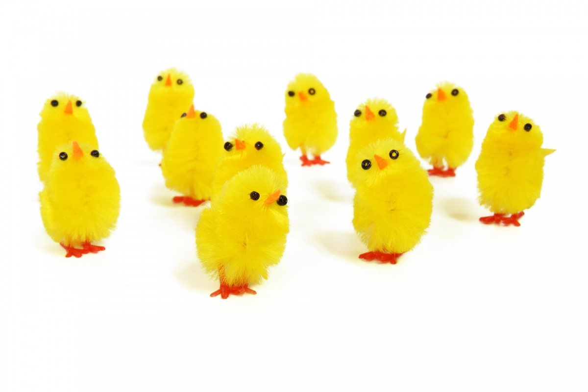 Easter chicks