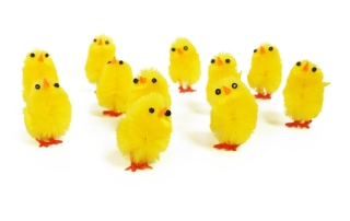 Easter chicks