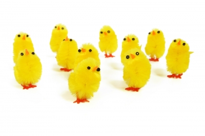 Easter chicks